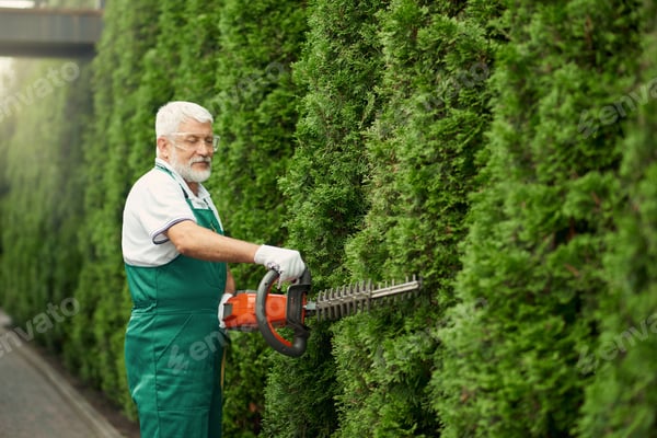 Person schneidet eine hohe Thujahecke mit einer Heckenschere
